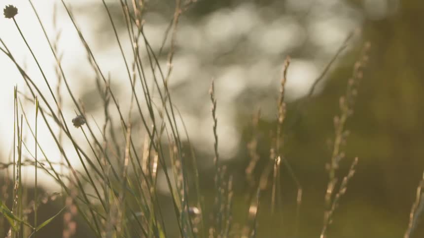 Grass and weeds sway in the breeze
