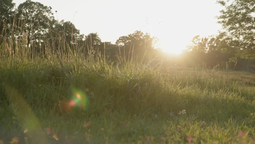Sunset in a grove