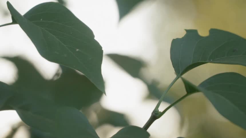 The small leaves sit still on the plant