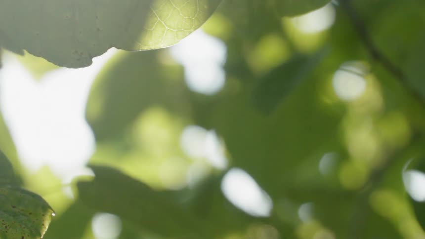 Sun shines through the leaves