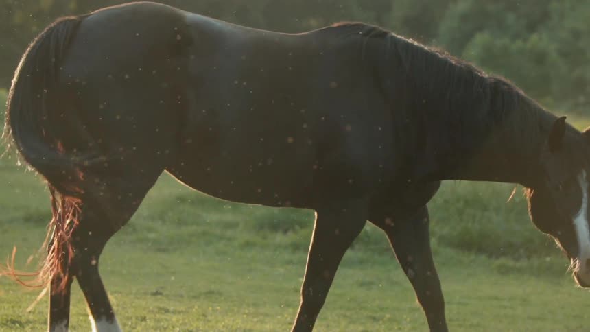 Horse swishes its tail in a grassy field