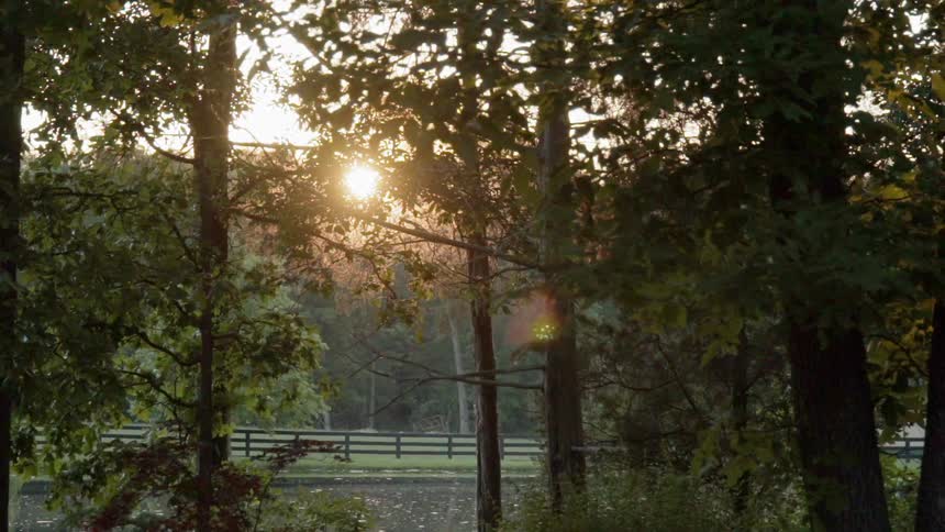 The sun is peeking in through the trees as it sets