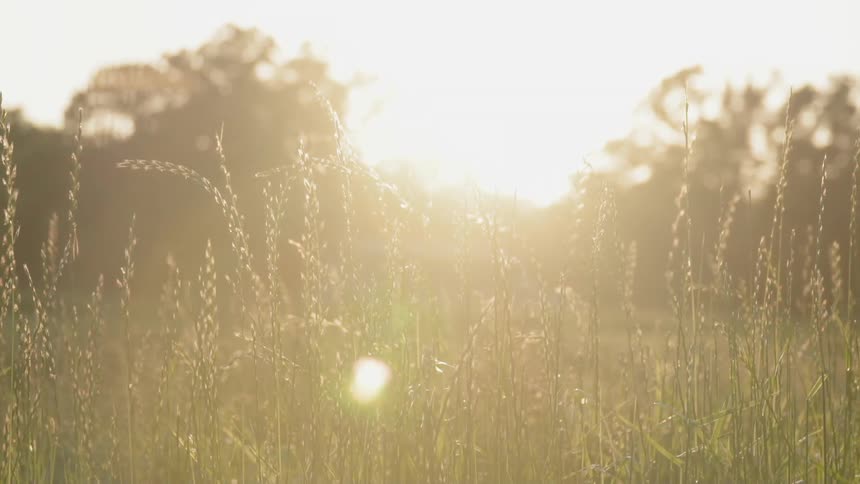 Sun shines over a weedy field