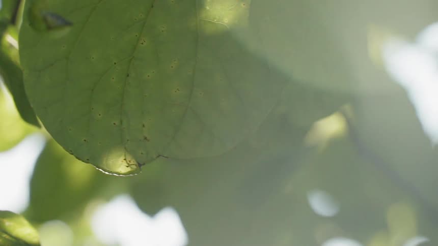Sun shines through the leaves of a tree