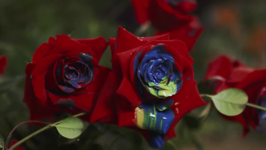Red flowers sit attached to the stems