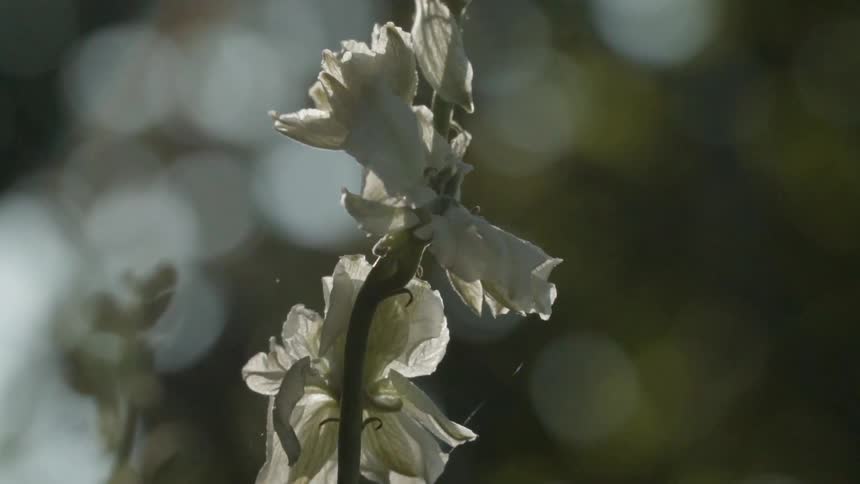 Sunlight shines on white flowers