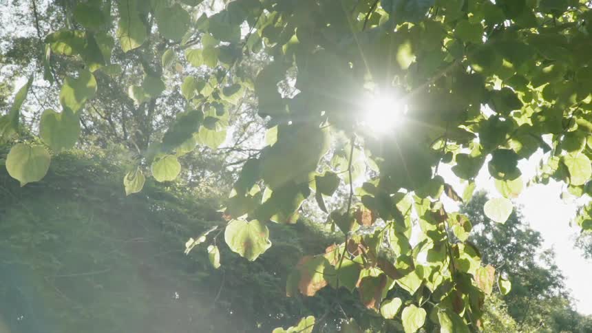 The sun shines through branches and leaves on trees