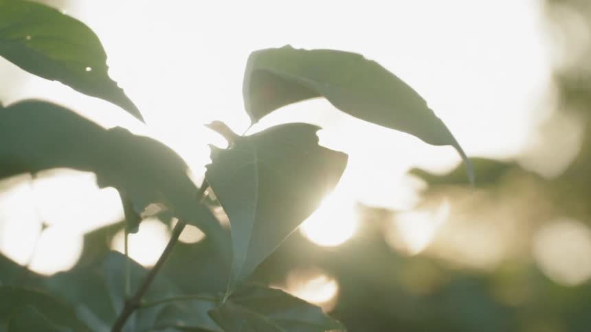 Green leaves sit under the bright sun