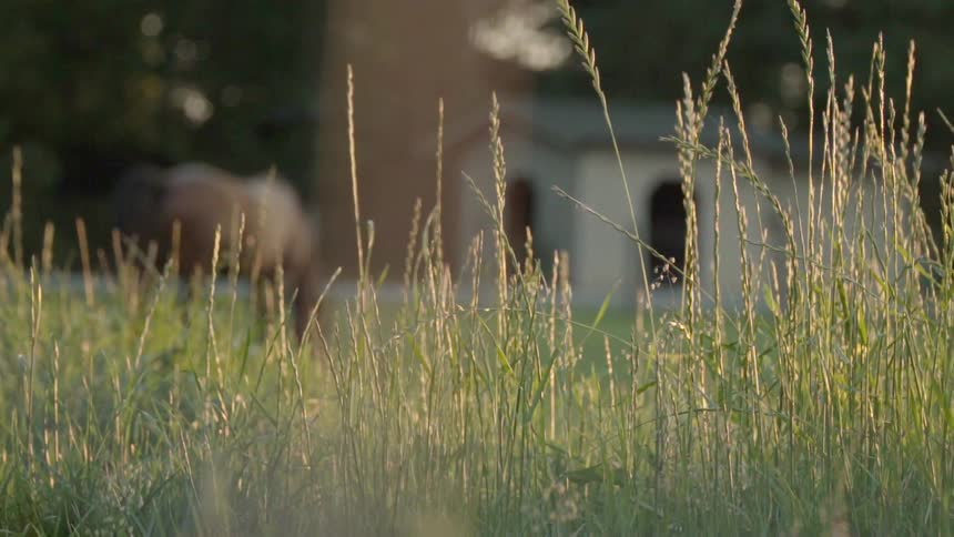 The sun is shining on the tall grass