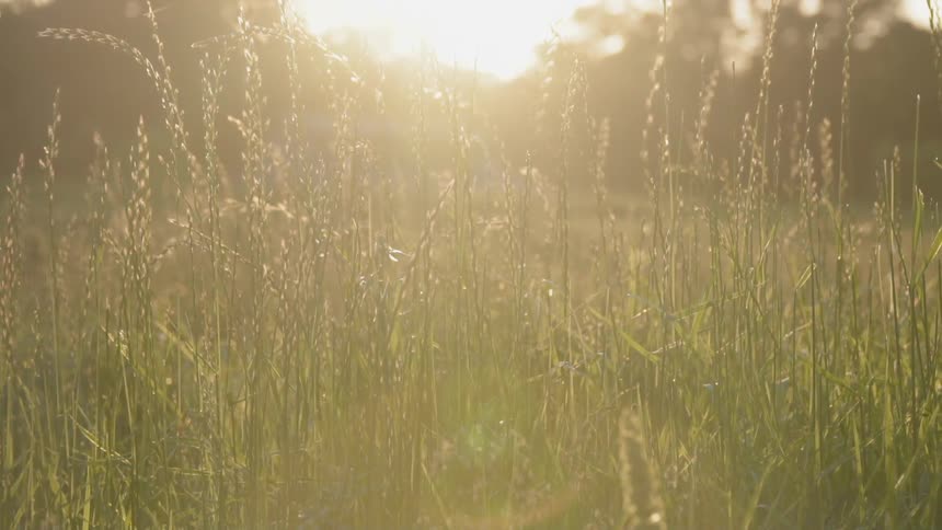The sun is shining high over the tall grass
