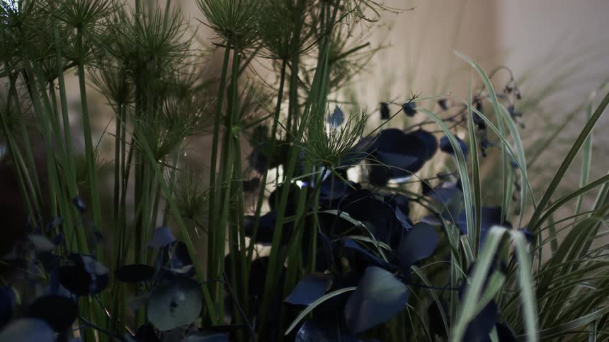 Green foliage sits in the garden