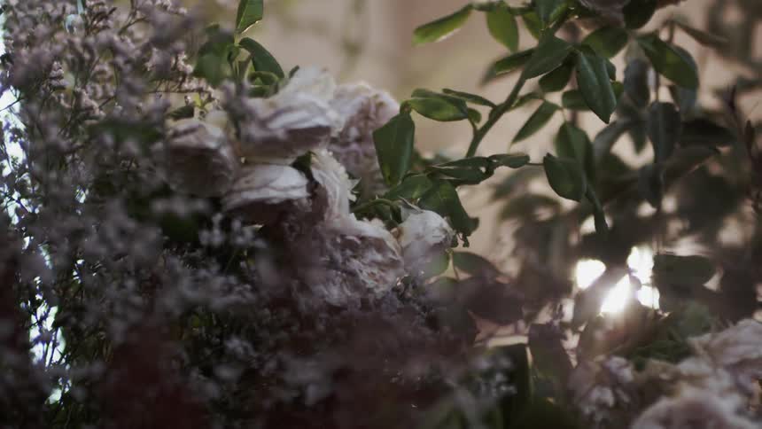 The flowers are white and gathered together