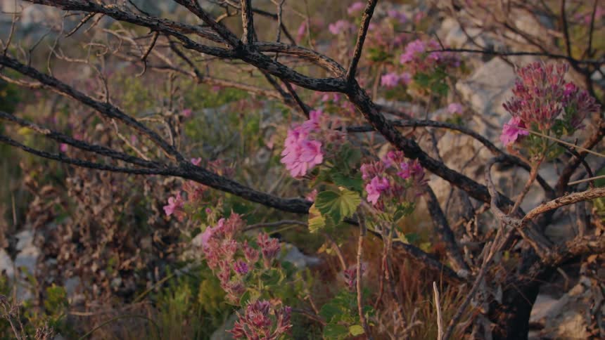 Pink flowers sway in the breeze