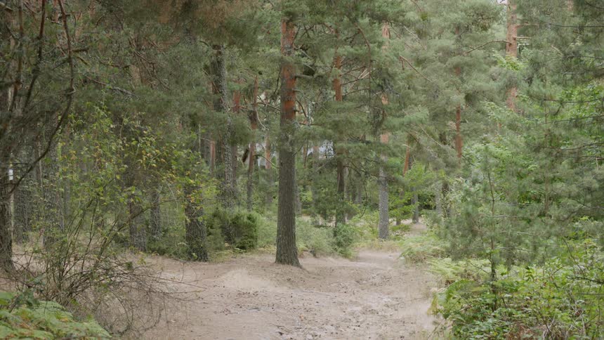 Trees stand in a forest