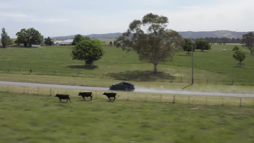 Vehicle travels down a road as cattle run in a nearby field