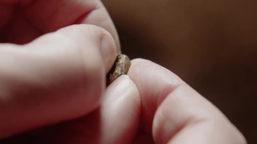 A person is peeling off flakes from a roasted coffee bean