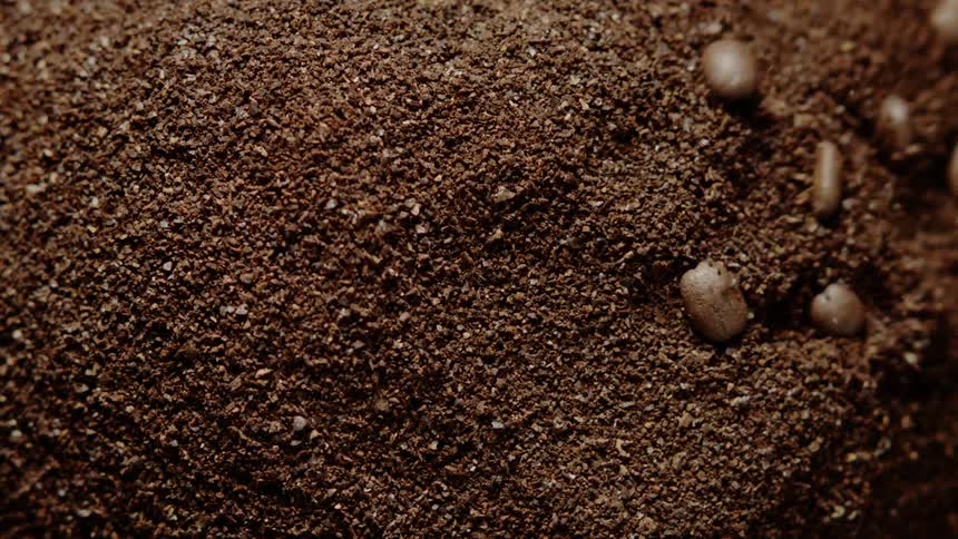 Several coffee beans fall into a pile of coffee grounds