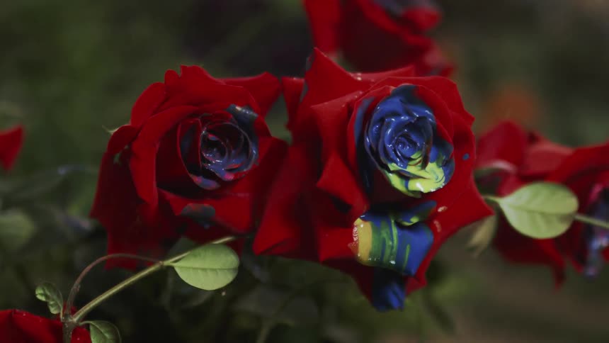 Red roses with paint on them hang from a vine