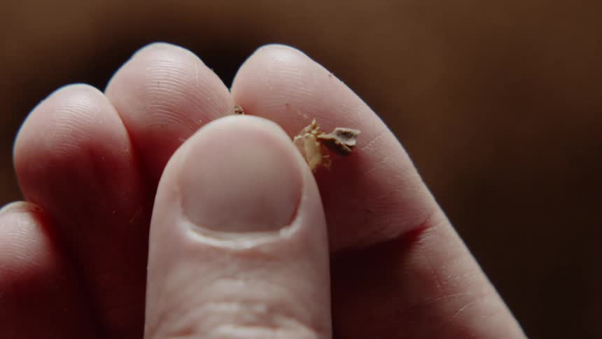A person rolls some debris in their fingers