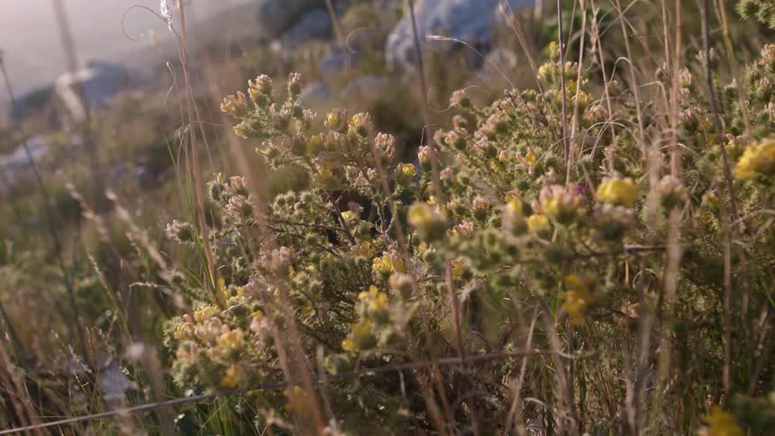 Weeds and grasses waving in the wind