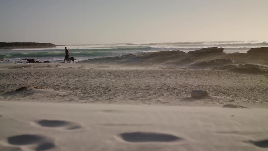 Man is walking on ocean beach with dogs