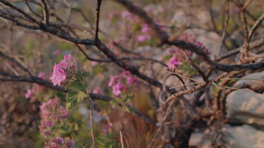 Pink flowers sway in the breeze next to a gnarled tree