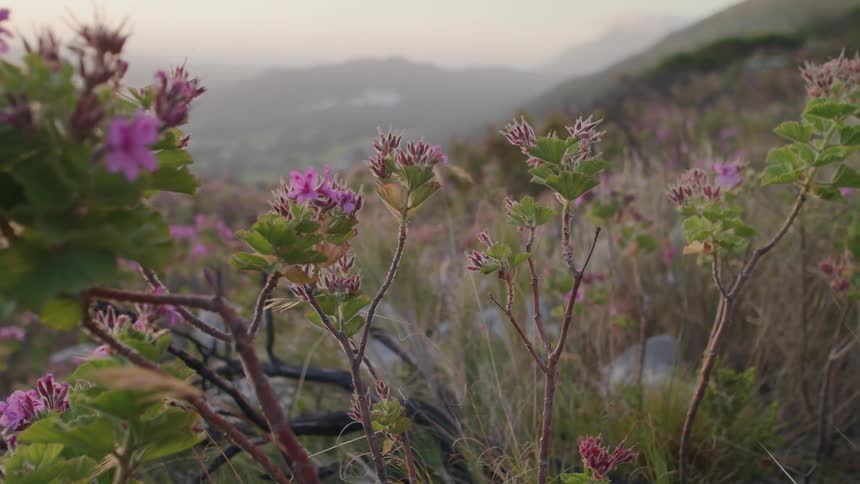 Purple flowers on a hillside sway in the breeze