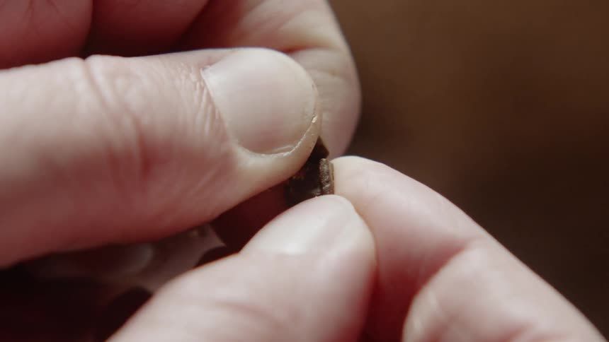 A coffee bean is being broken apart and flaked off