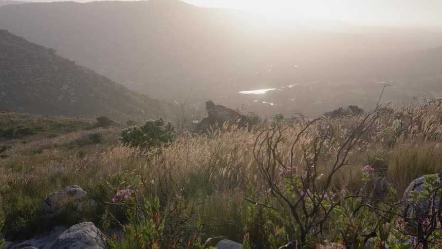 Grass and weeds are growing on a hill on a breezy afternoon