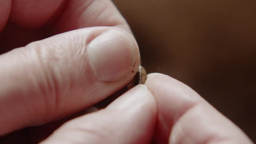 Person pulls nut from shell