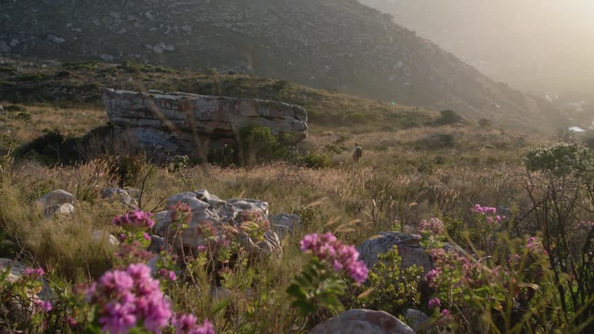 Sunlight shines on flowers in a rural field