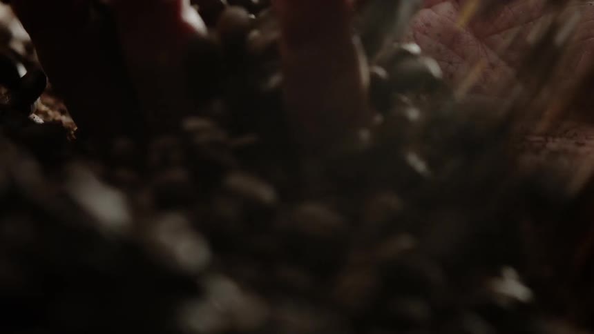Pile of coffee beans spill down onto a hand