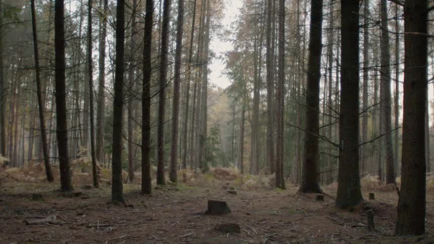 A pathway is leading between trees in a forest in daylight