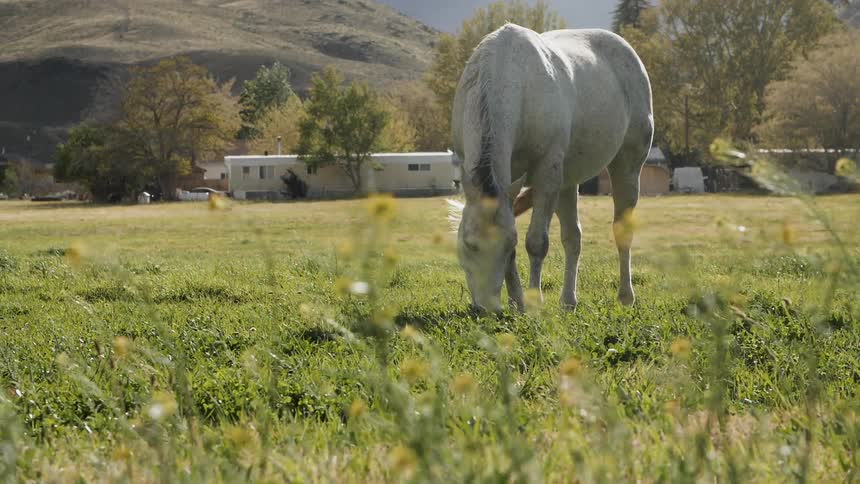A horse grazes in a field