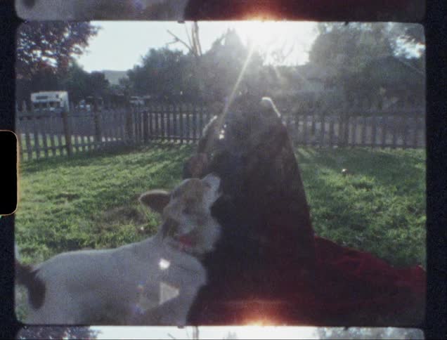Child dressed as a gladiator holds a stick and a dog jumps up to grab it