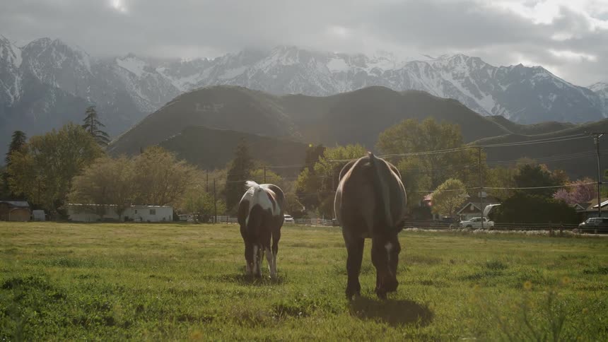 Horses are grazing in green mountain meadow