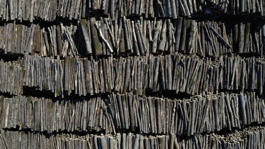 Thousands of logs piled up in rows in the sunshine