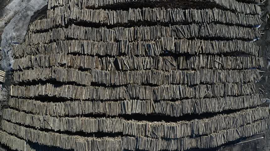 Logs are stacked in a large pile