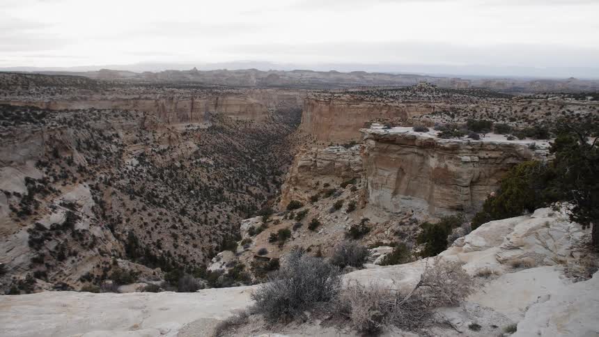 Canyon with weeds and bushes all over it