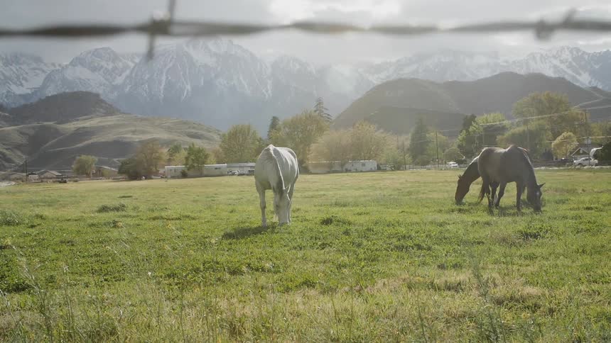 Horses graze in a field protected by barbed wire