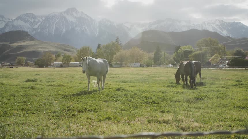 Horses graze in a grassy pasture near the mountains