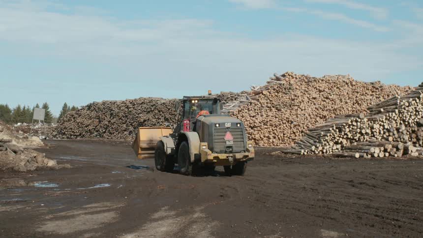 Tractor drives on a muddy road near many piles of logs