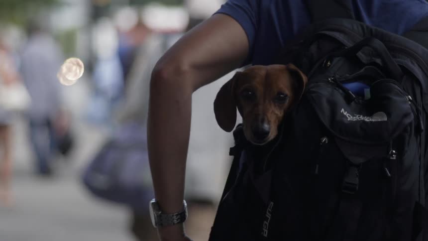 A dog is riding in a backpack as his owner walks in a city at dusk