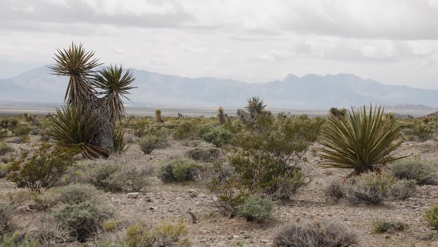 Bushes and plants in the desert