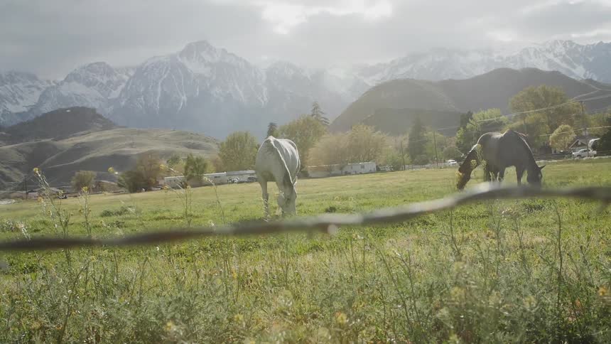 Horses graze in a grassy pasture near the mountains