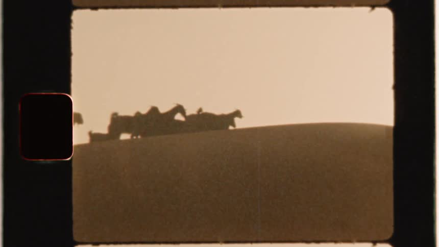 Herd of cattle walk in a field