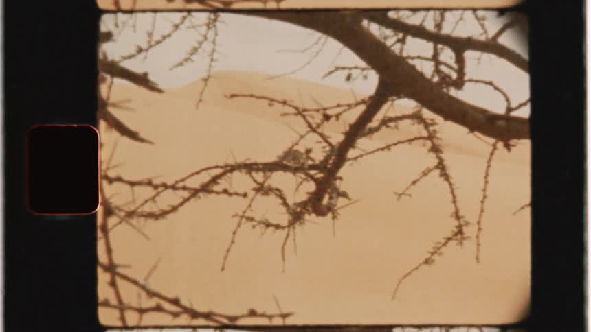 The bare branches of a tree sway in the wind