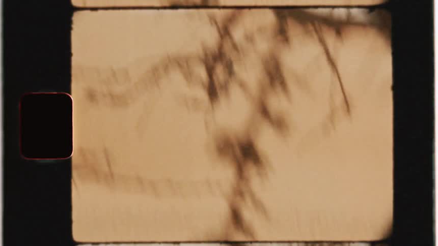 A bare tree stands in a sandy desert