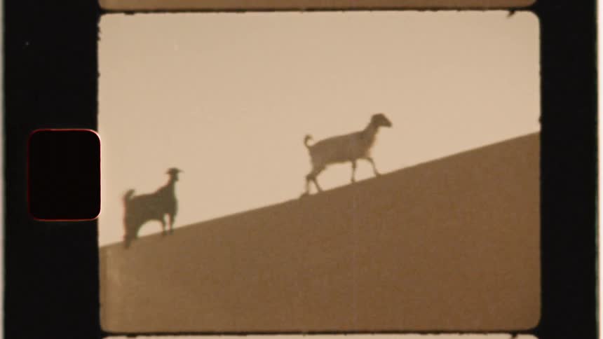 Two goats climb up a sandy hill