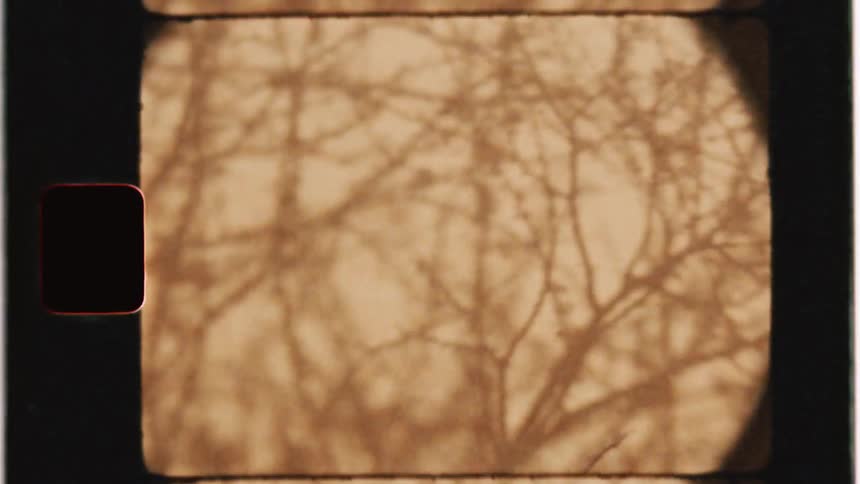 Tree branches blow in a gentle breeze